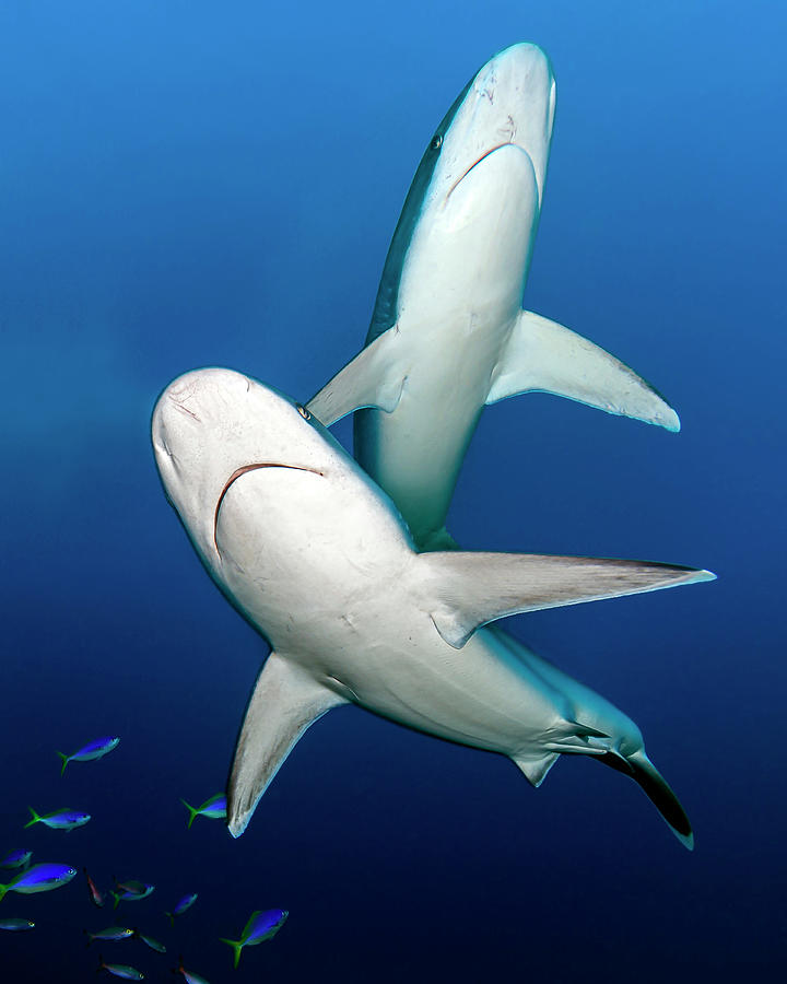 Two Grey Reef Sharks, Kimbe Bay, Papua Photograph by Bruce Shafer