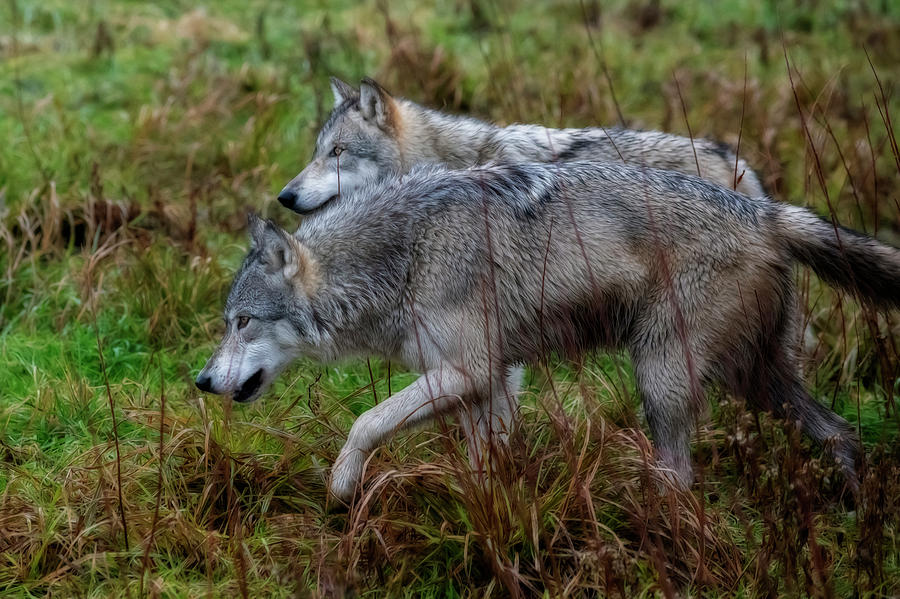 Two grey wolves Photograph by Dan Friend