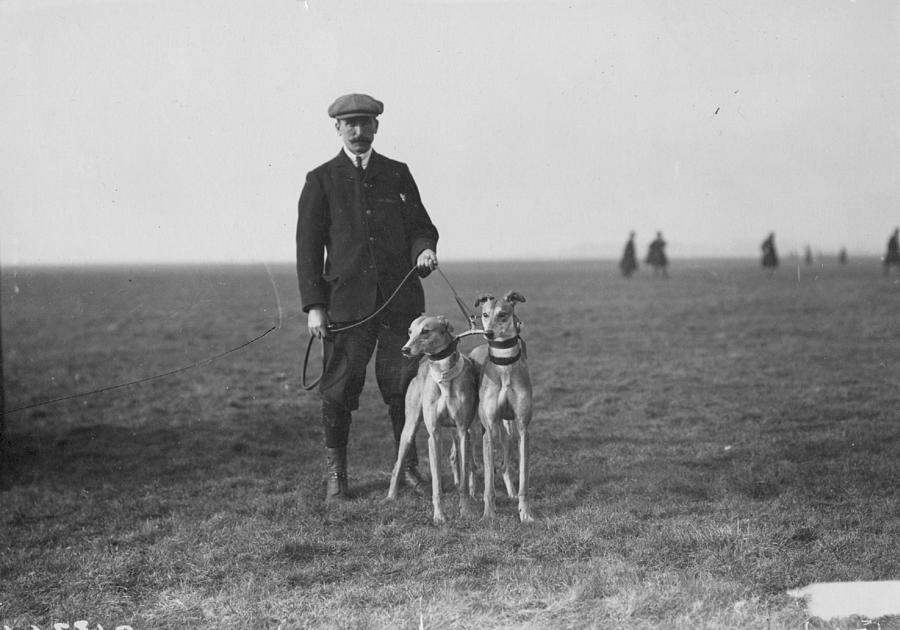 Two Greyhounds Photograph by Hulton Archive