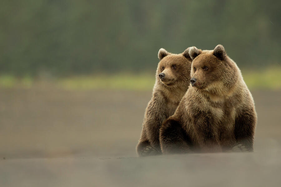 Two Grizzly Bears, Lake Clark National Park, Alaska Photograph by Danny ...