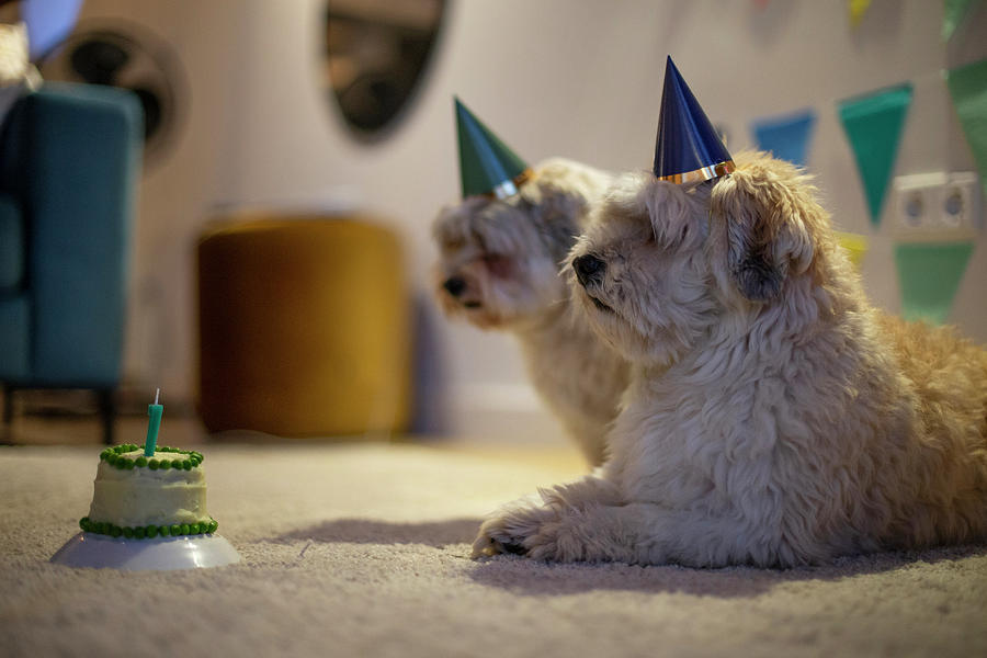 Two Havanese Twin Brothers Celebrate Their Birthday With A Doggy Cake ...