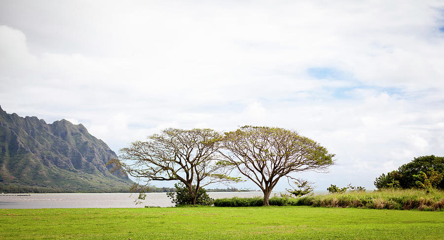 Two Hawaiian Trees Grow Near The Ocean Photograph by Noel Hendrickson