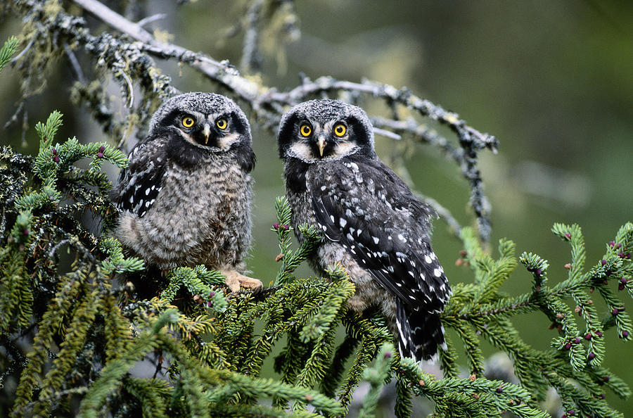 Two Hawk Owls Surnia Ulula On Tree Photograph by Art Wolfe