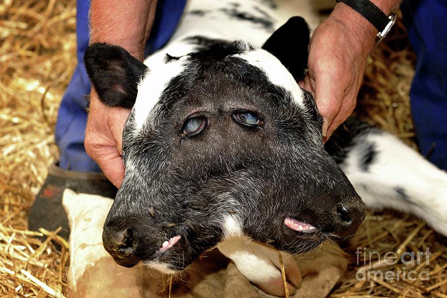 Two-headed Calf Photograph by Danny Gys/reporters/science Photo Library