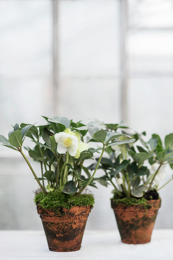 Two Hellebores With Moss In Terracotta Pots Photograph by Magdalena Bjrnsdotter