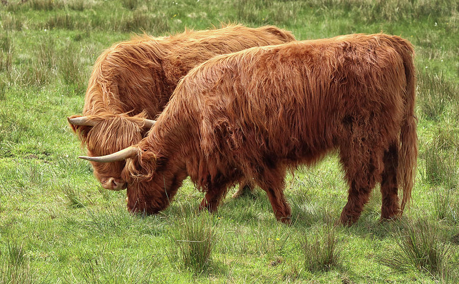 Two Highland Cows Grazing Photograph by Dave Mills