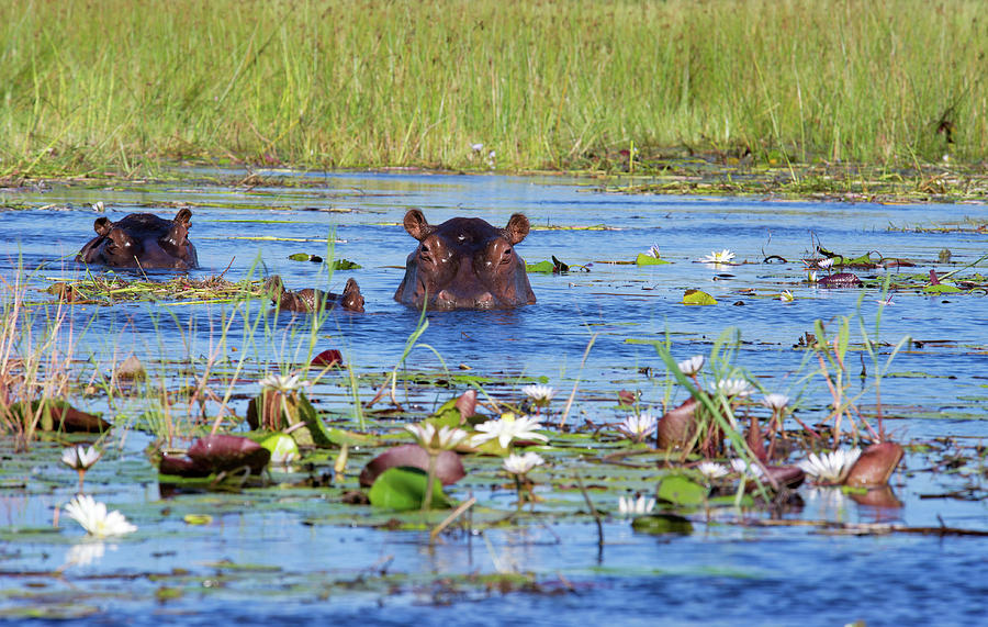 Two Hippos And Calf In Xigera Photograph by Brytta