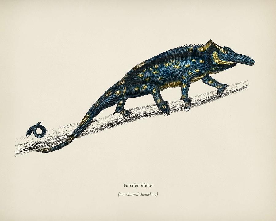 Two-horned chameleon  Furcifer bifidus  illustrated by Charles Dessalines D  Orbigny  1806 1876  Painting by Celestial Images