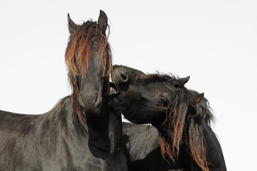 Two Horse Playing Photograph by Marcel Ter Bekke