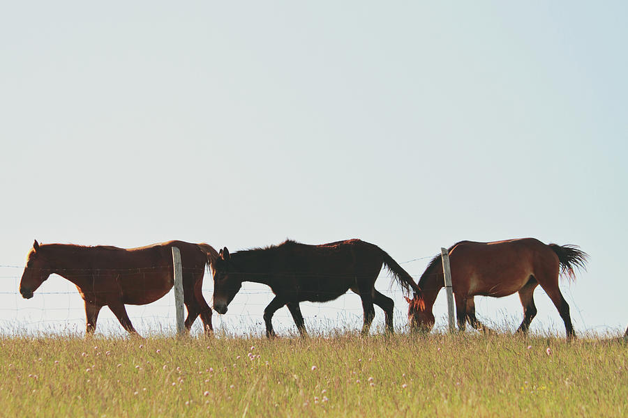 Two Horses And A Mule Walking Photograph by Christiana Stawski | Fine ...