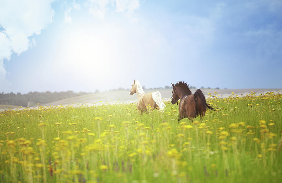 Two Horses Photograph by Arman Zhenikeyev - Professional Photographer From Kazakhstan
