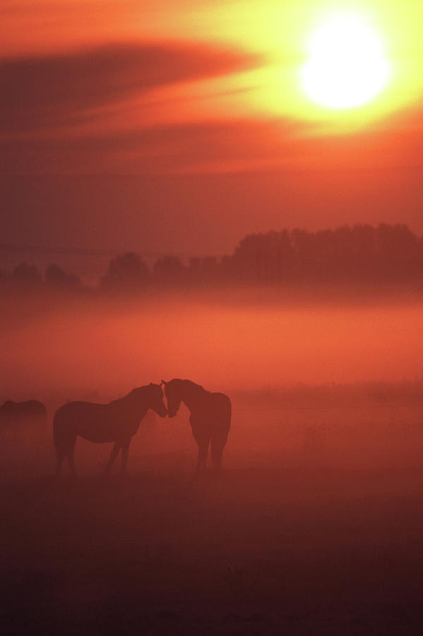 Two Horses At Sunset Photograph by John Foxx
