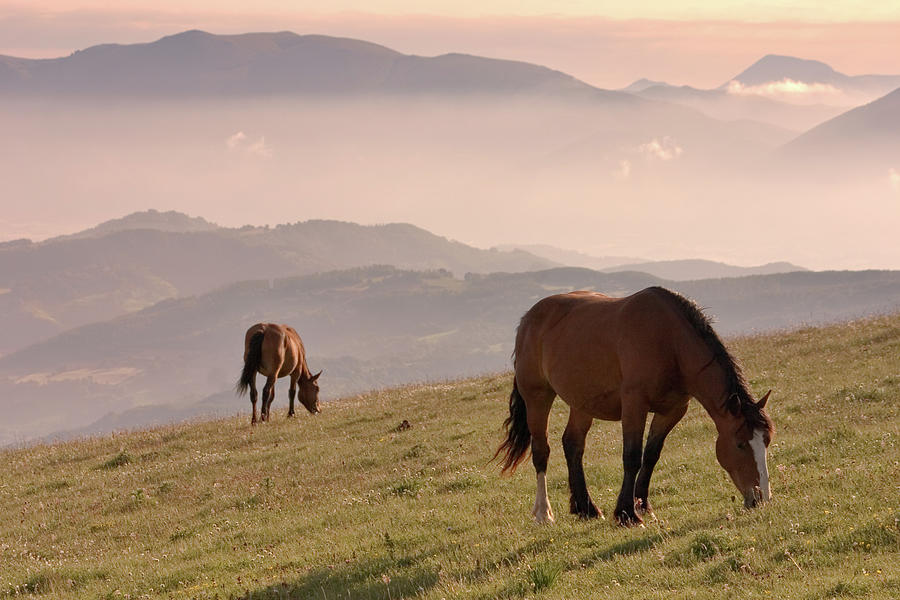 Two Horses Grazing On Mountain Top In Photograph by Christiana Stawski