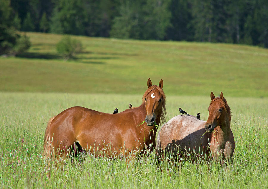 Two Horses Grazing With Birds Photograph