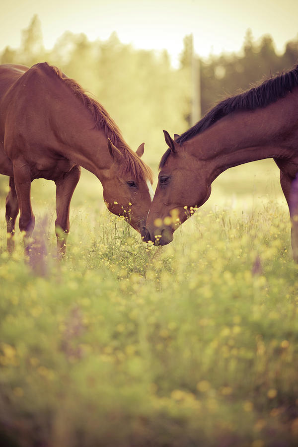 Two Horses In Field Photograph by Stefan Sager