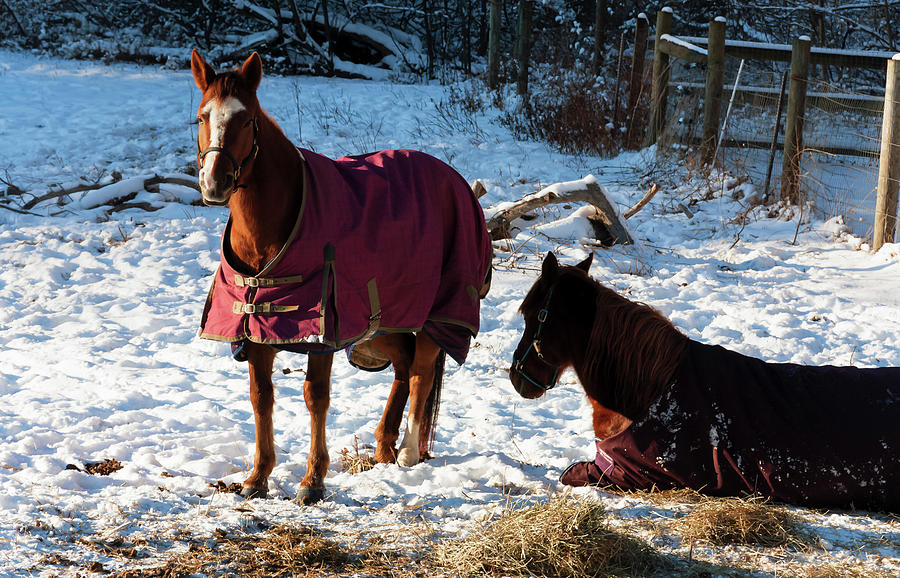 Horse Photograph - Two Horses In Snow Covered Pasture by Anthony Paladino