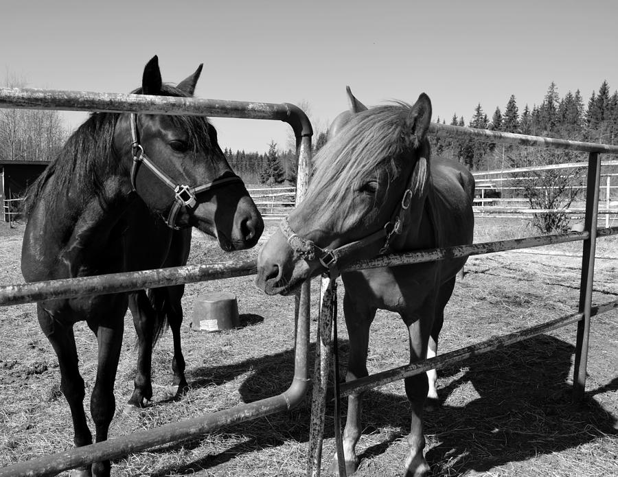 Two horses in the paddock Photograph by HelenaP Art