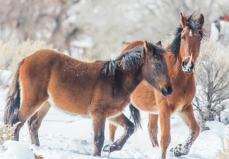 Two Horses in the Snow Photograph by Marc Crumpler