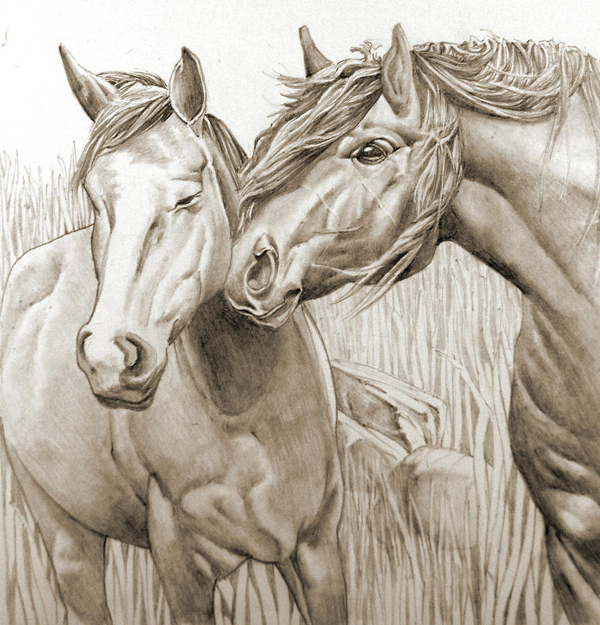 Two Horses Drawing by James Robinson Fine Art America
