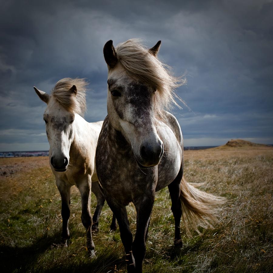 Two Horses Photograph by Johann S. Karlsson