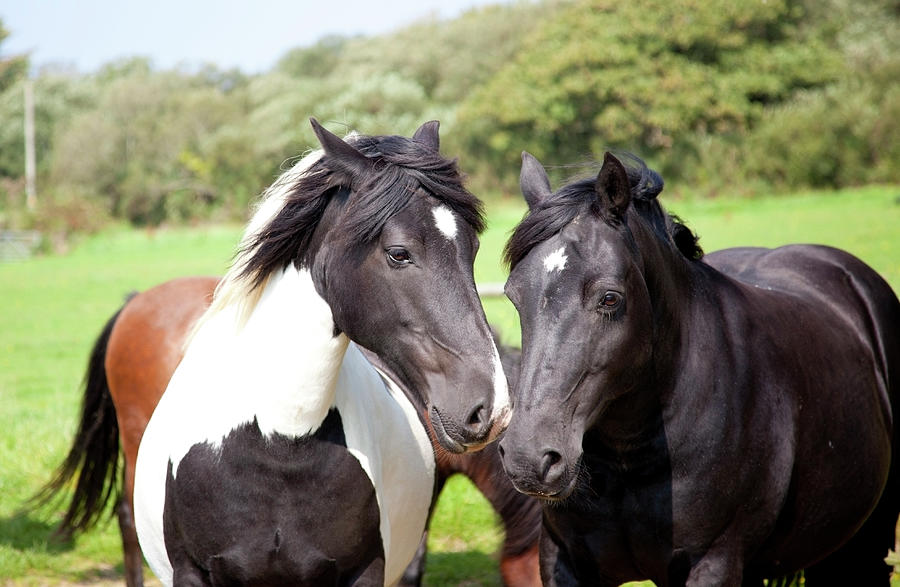 Two Horses Photograph by Sashafoxwalters