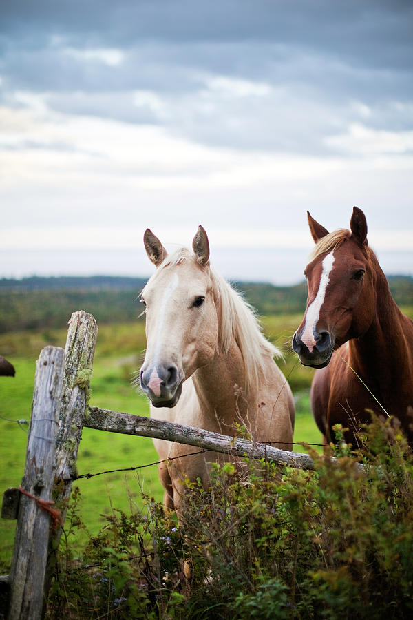 Two Horses Standing Near Fence Photograph by Bob Stefko