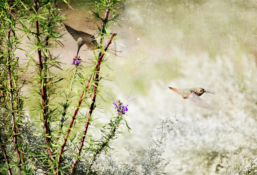 Two Hummingbirds In Wildflower Garden Photograph by Susangaryphotography