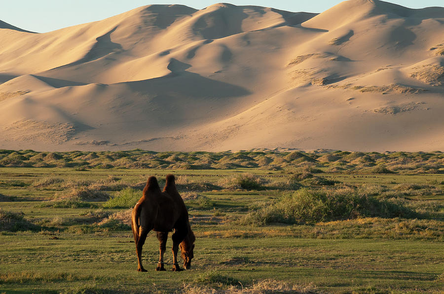 Two Humped Bactrian Camel In Gobi Desert Photograph by Dave Stamboulis Travel Photography