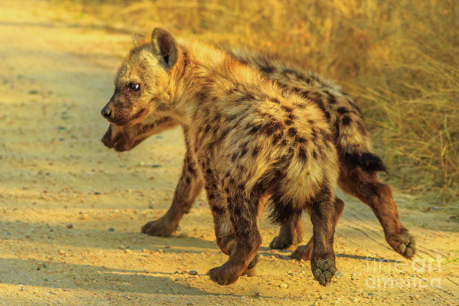 Two Hyena cubs Photograph by Benny Marty