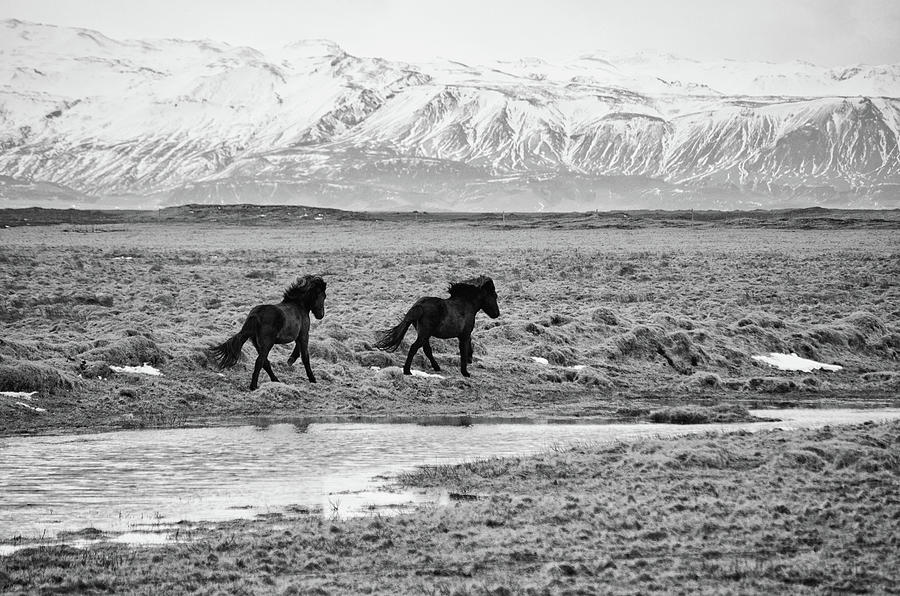 Two Icelandic Horses Gallopping Black and White Photograph by Shawn OBrien