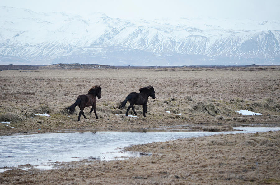 Two Icelandic Horses Gallopping Photograph by Shawn OBrien
