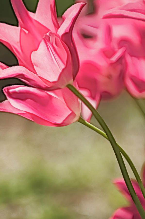 Two Intertwined Pink Tulip Blooms Photograph by Maria Mosolova