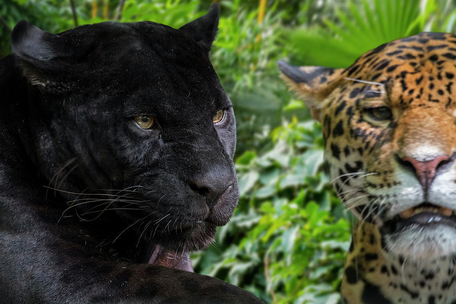 Two Jaguars Photograph by Arterra Picture Library