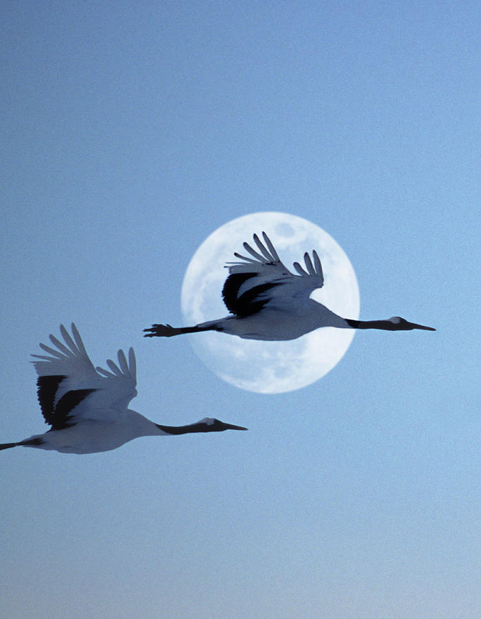 Two Japanese Cranes Flying Past Moon At Photograph by Grant Faint