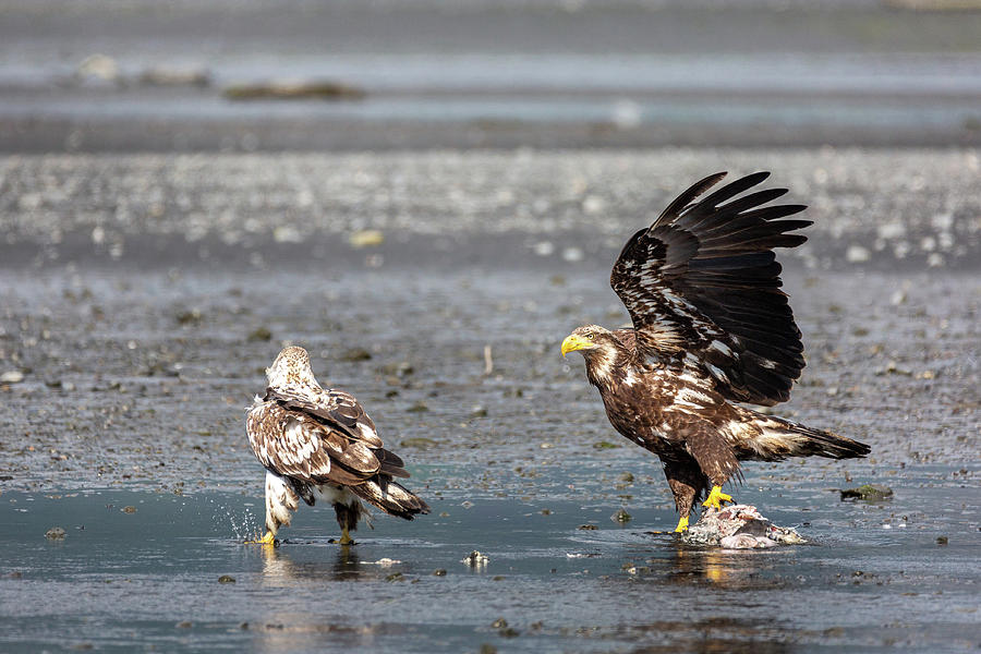 Two Juvenile American Bald Eagles 2 Photograph by Alex Mironyuk