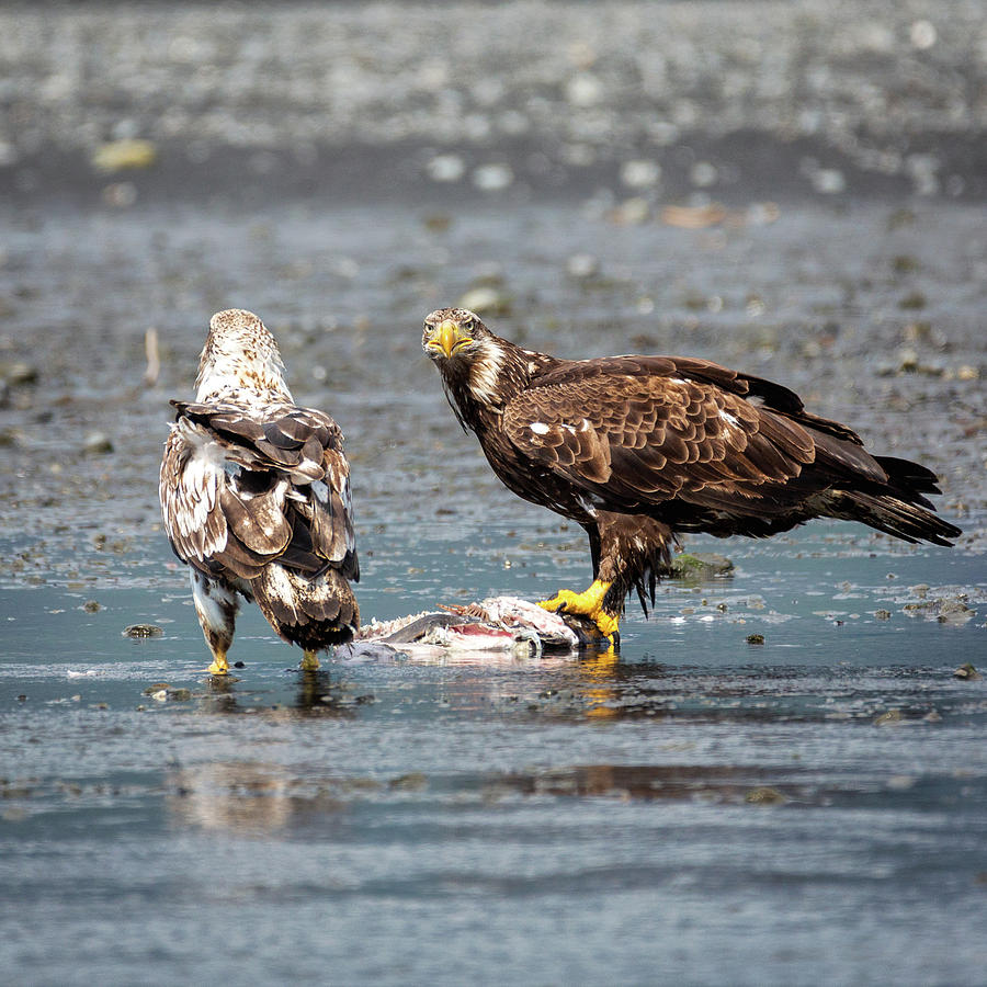 Two Juvenile American Bald Eagles Photograph by Alex Mironyuk