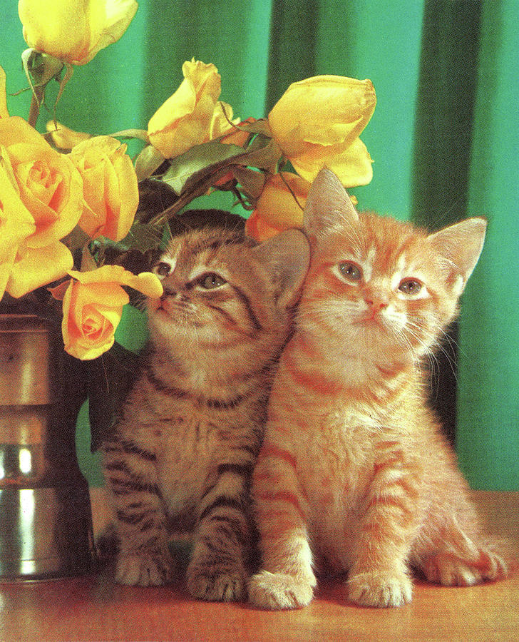 Vintage Drawing - Two Kittens and Flowers by CSA Images