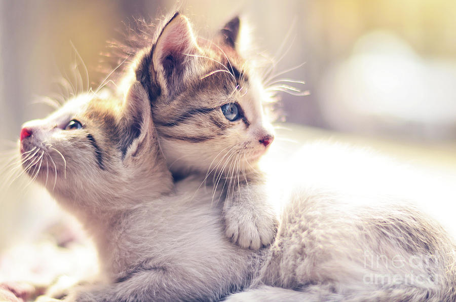 Two Kittens Photograph by Ayan Basu Ray
