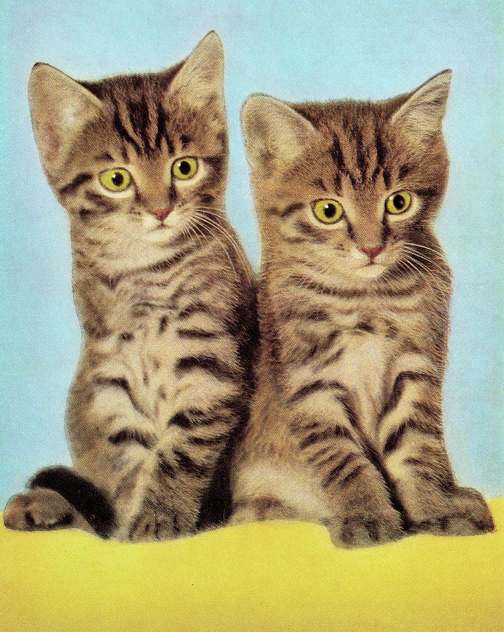 Vintage Drawing - Two Kittens by CSA Images