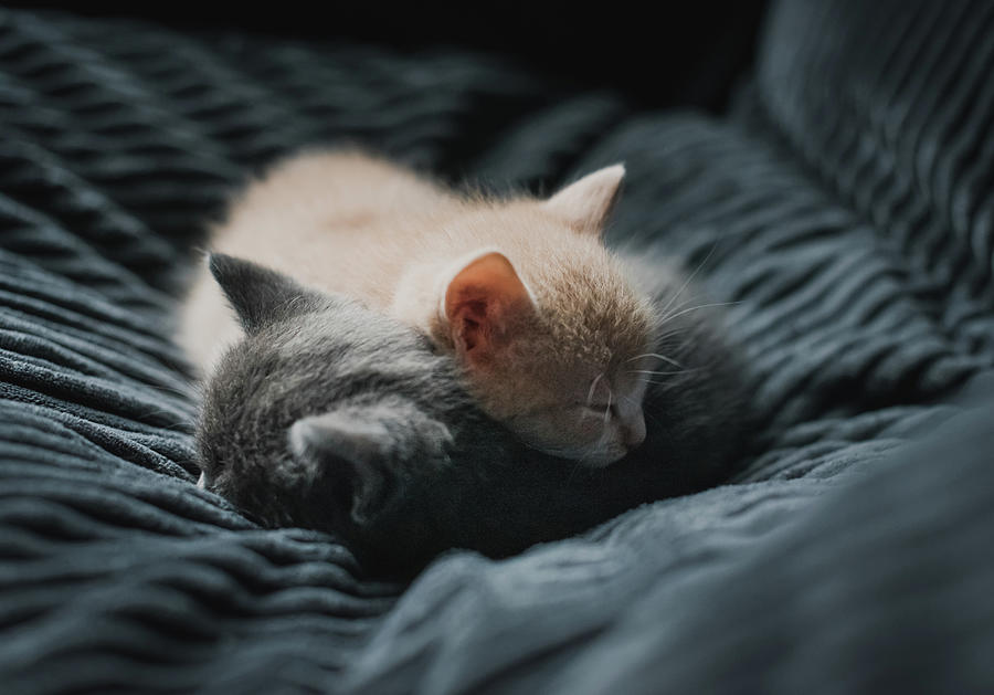 two cats curled up in an embrace - Two Cats - Pin