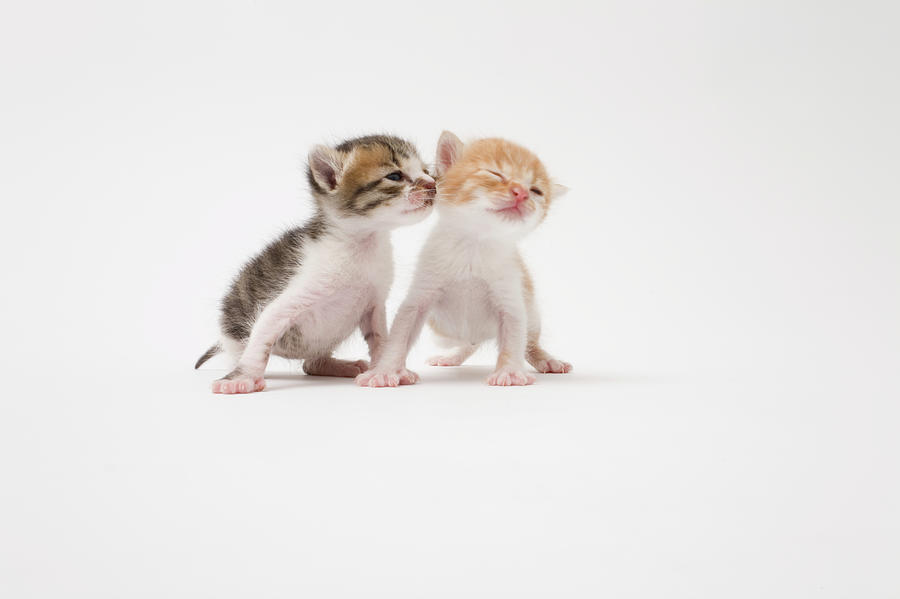 Two Kittens Kissing Against White Photograph by Ichiro