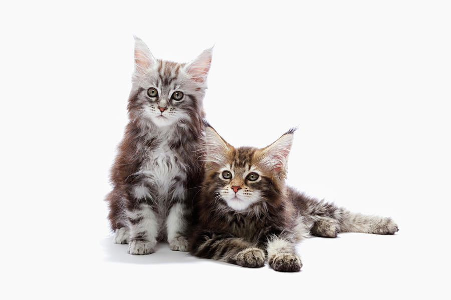 Two Kittens Of Maine Coon Cat Photograph by Ultra.f