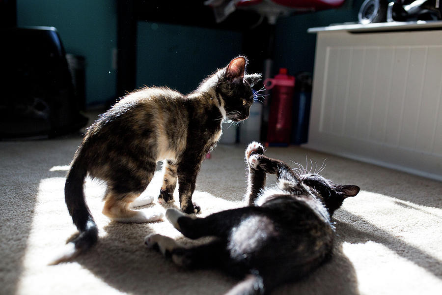 Cat Photograph - Two Kittens Play In A Bedroom In The Sunlight by Cavan Images