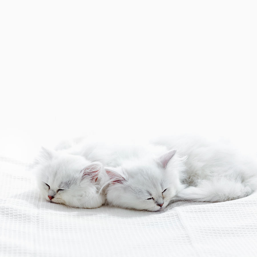 Two Kittens Sleep Photograph by Ultra.f
