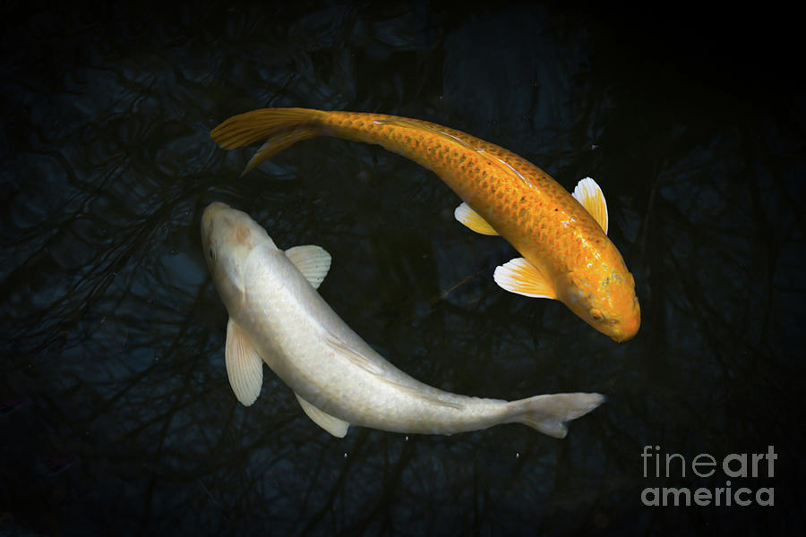 Two Koi In A Pond Photograph by Shutterjack