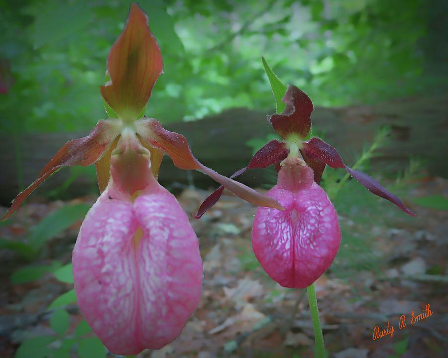 Two lady slippers close-up. by Rusty R Smith Two lady slippers close-up. by Rusty R Smith