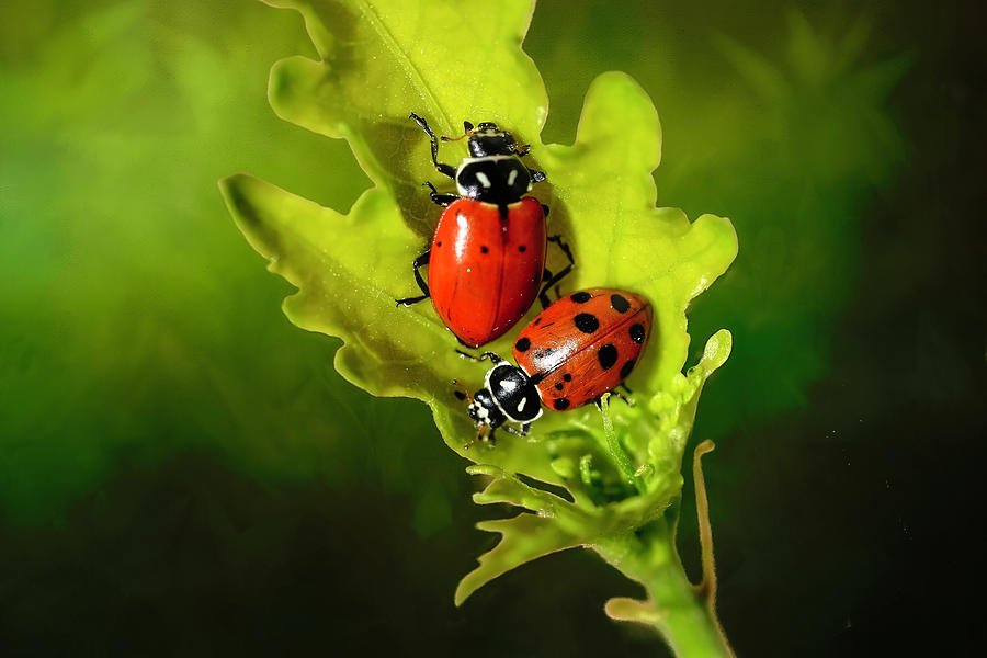 Two Ladybugs on a Leaf Photograph by Donna Kennedy