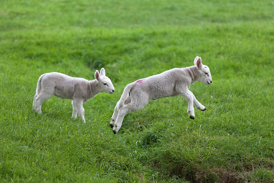 Two Lambs In Green Field Photograph by Design Pics / John Short