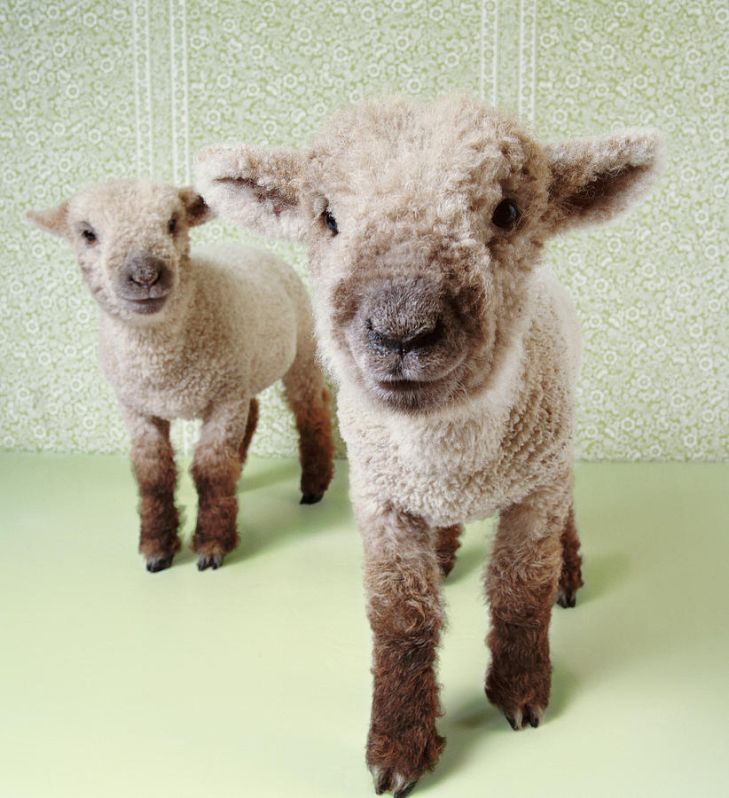 Two Lambs Indoors With Floral Wallpaper Photograph by Digital Vision.