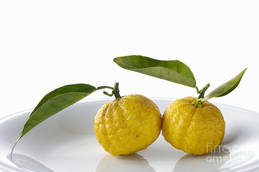 Two Lemons In Bowl Photograph by Wataru Yanagida